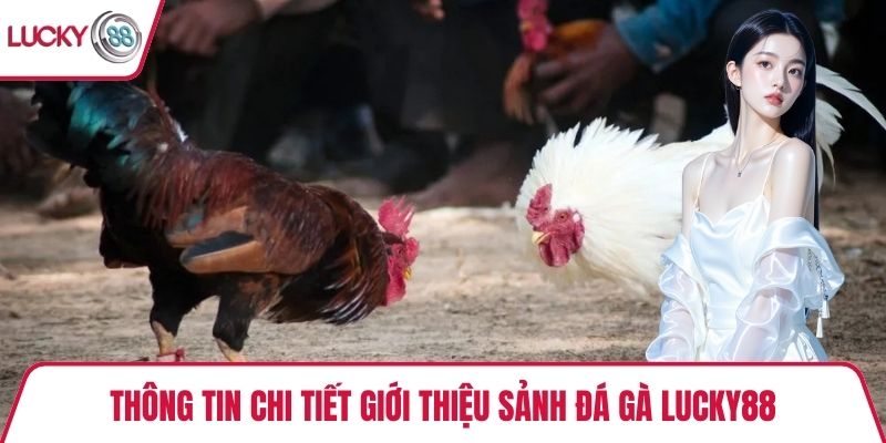 Thông tin chi tiết giới thiệu sảnh đá gà Lucky88